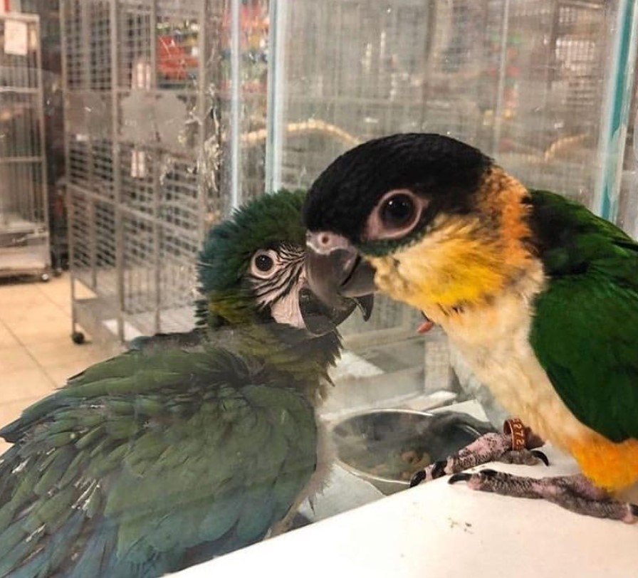 Papageien zu verkaufen Caique Papageien